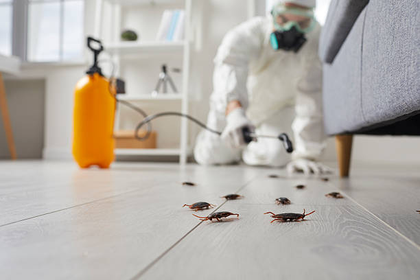 Post-Treatment Bed Bug Interceptor Monitoring in Cockeysville